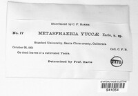 Metasphaeria yuccae image